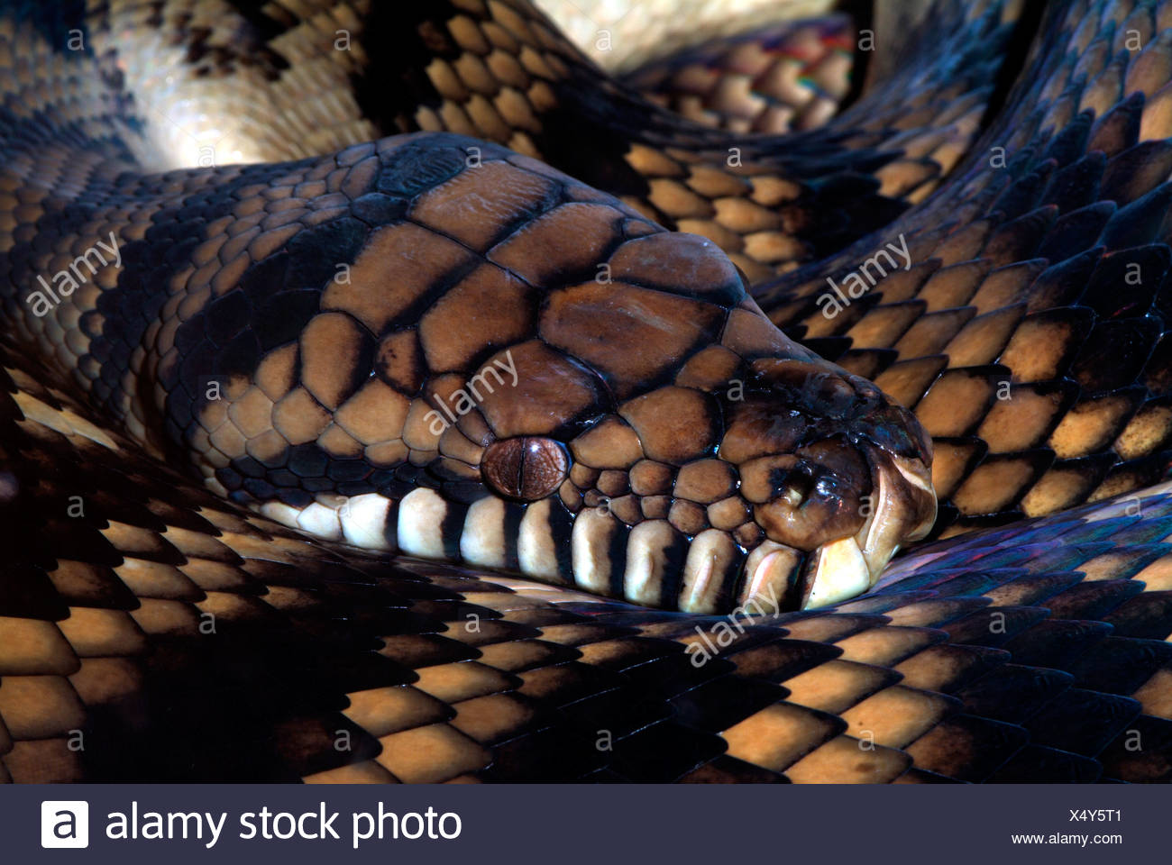 Amethystine Python High Resolution Stock Photography and Images - Alamy