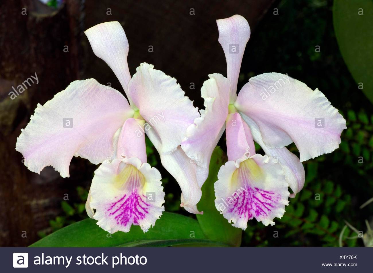 Cattleya Trianae Orchid Stock Photos Cattleya Trianae Orchid Stock