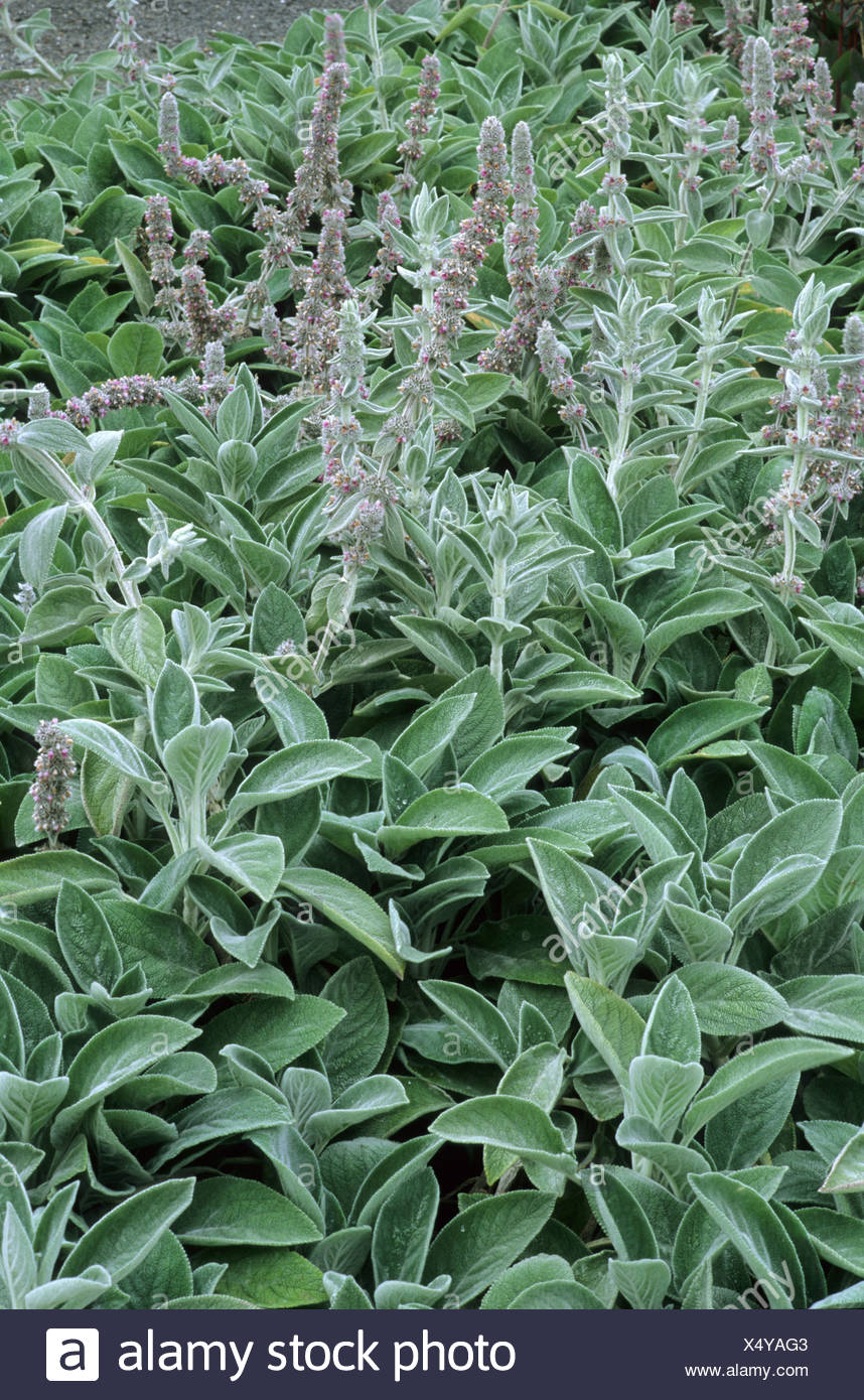 Stachys Byzantina Big Ears