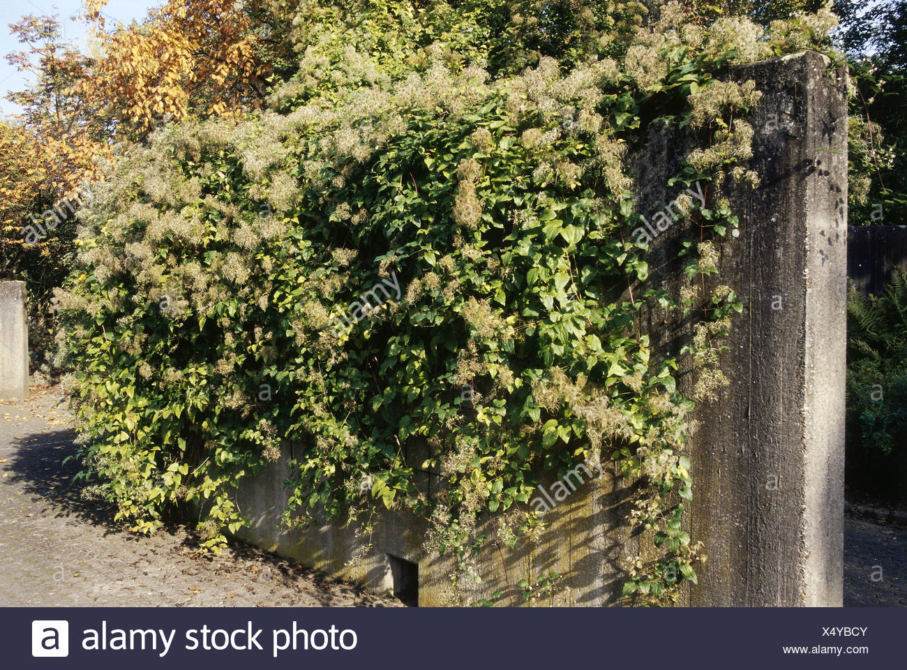 Vines Google Search