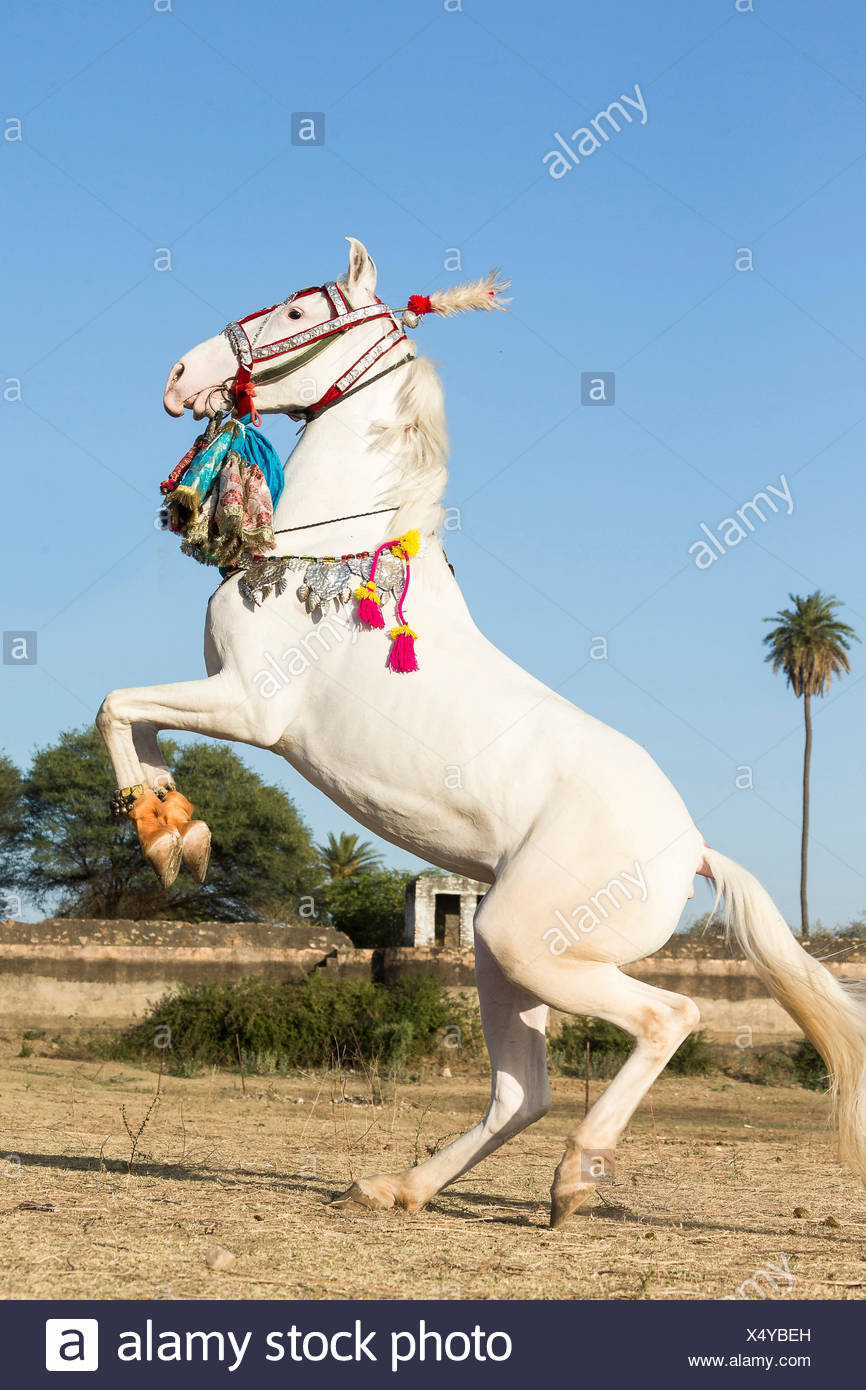 White Rearing Horse High Resolution Stock Photography and Images - Alamy