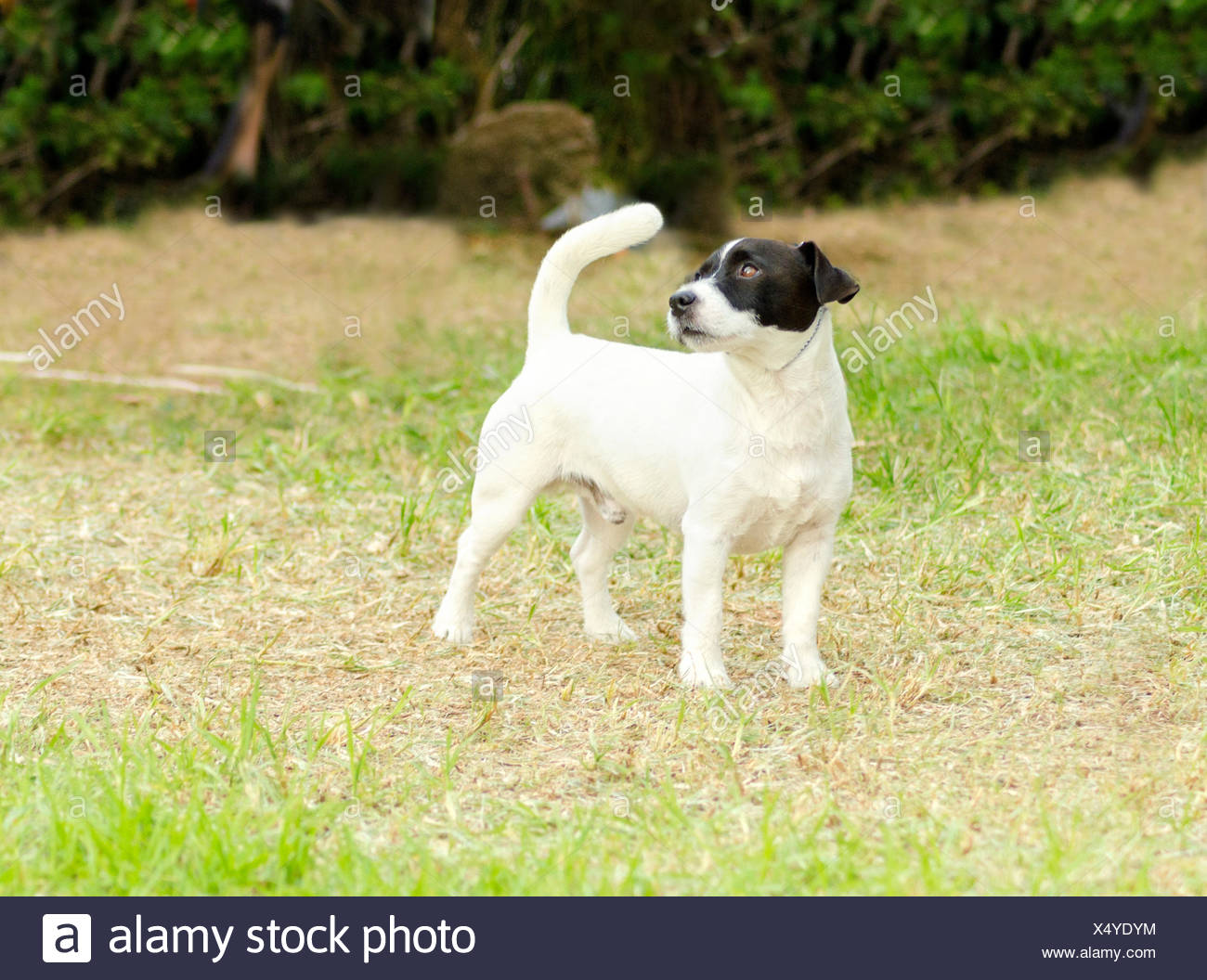 Rough Coated Jack Russell High Resolution Stock Photography and Images