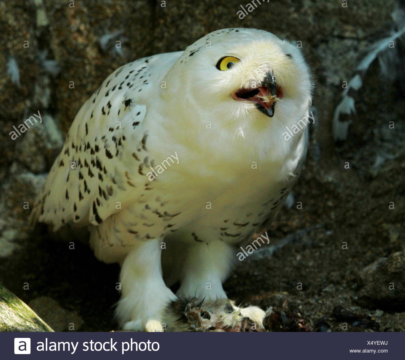 snowy-owl-eating-high-resolution-stock-photography-and-images-alamy
