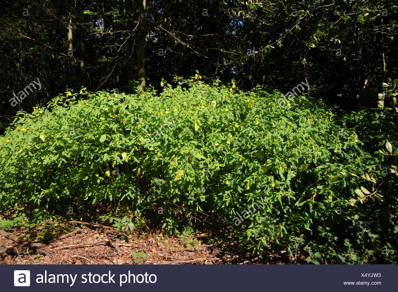 Impatiens noli-tangere, Touch-me-not balsam Stock Photo