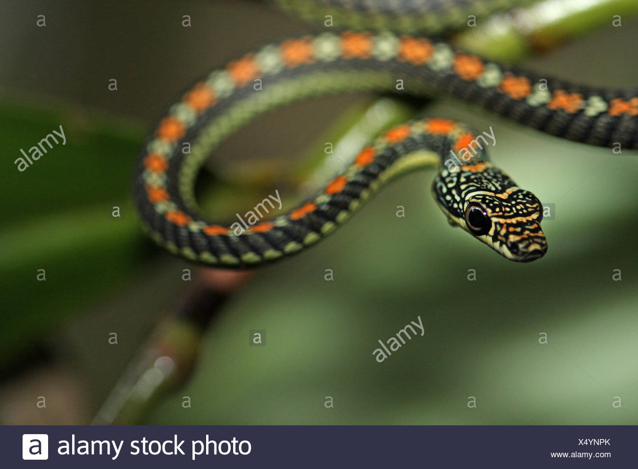 Malaysia Animal Snakes Stock Photos Malaysia Animal Snakes Stock