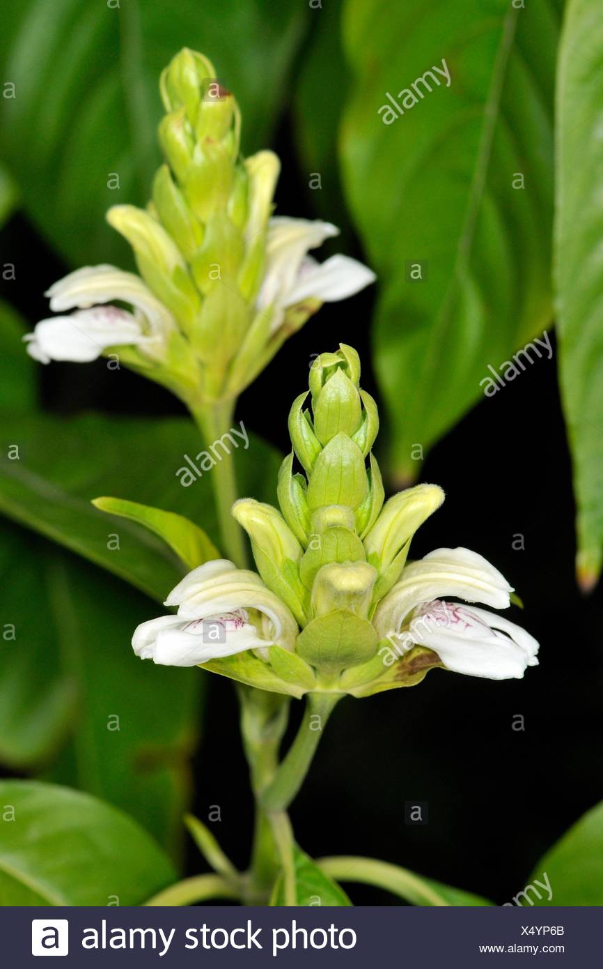 Justicia adhatoda, commonly known in English as Malabar nut ...