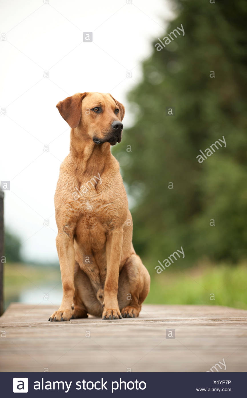Rhodesian Ridgeback Mixed Breed Dog Sitting On A Dock Stock Photo Alamy