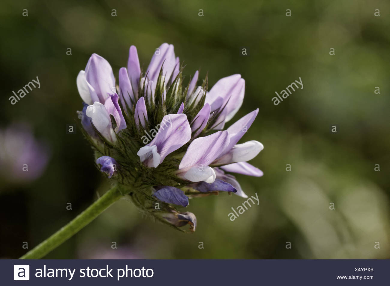 Bituminaria bituminosa, Arabian pea, Pitch trefoil Stock Photo