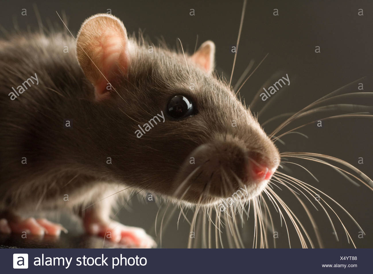 Rat Head Stock Photos & Rat Head Stock Images - Alamy