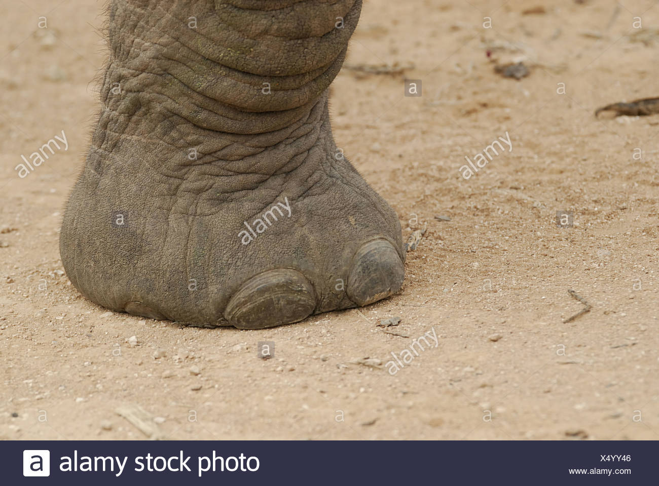 Elephant Foot Stock Photos & Elephant Foot Stock Images Alamy