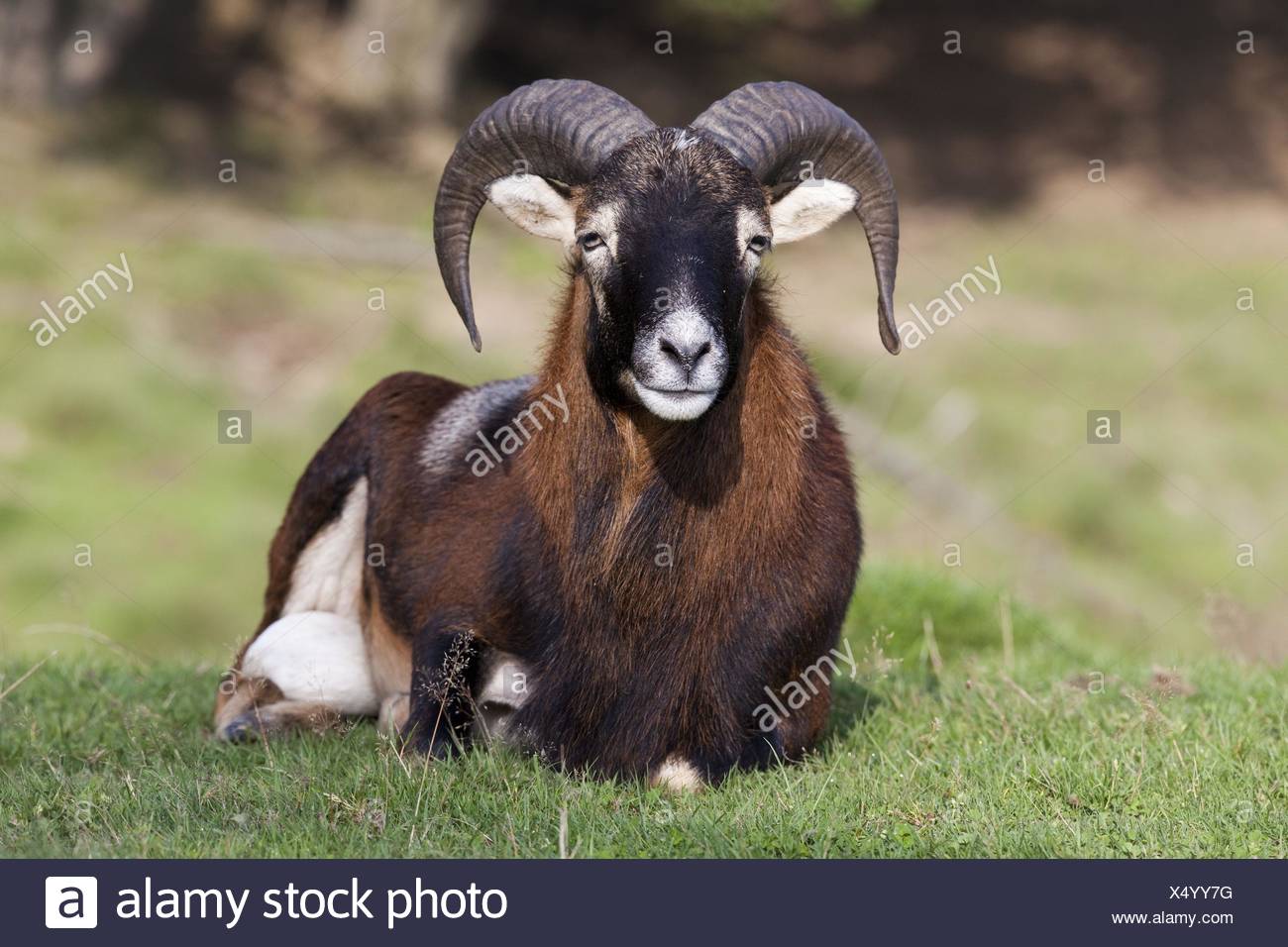 Argali Horns High Resolution Stock Photography and Images - Alamy