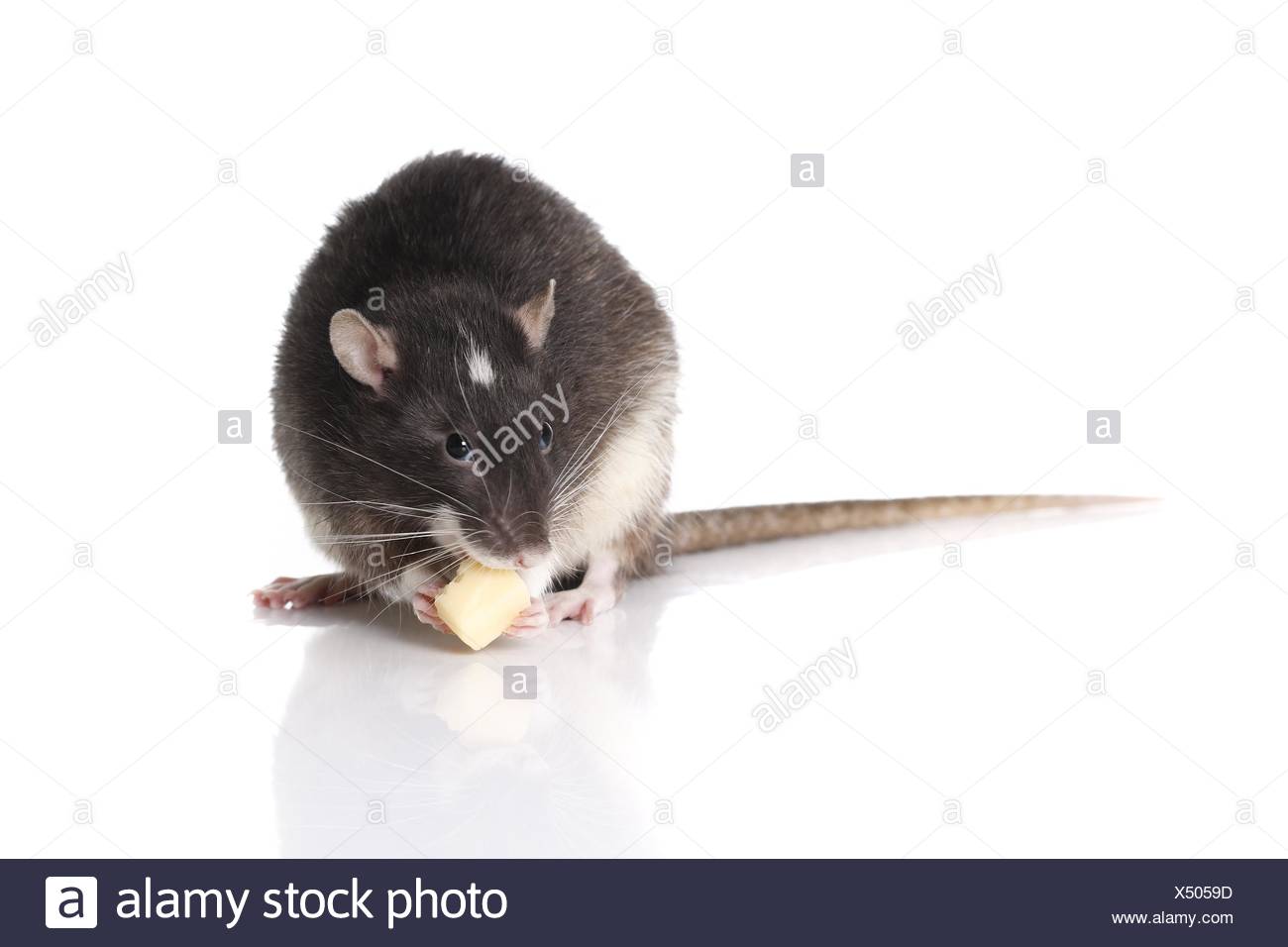 Gnawing Rats High Resolution Stock Photography and Images - Alamy