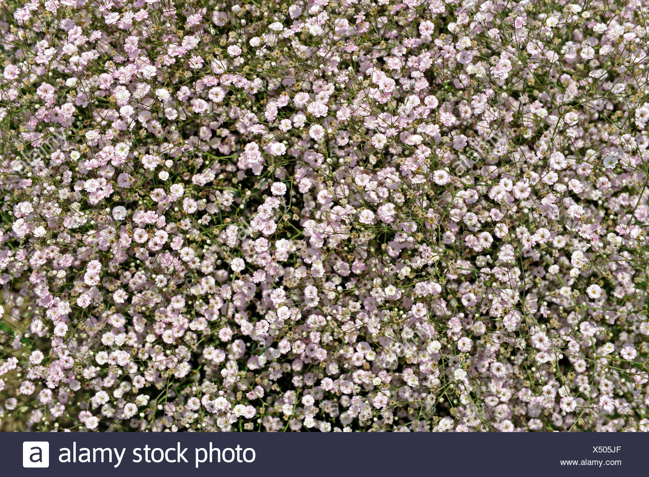 Gypsum Flower High Resolution Stock Photography and Images - Alamy