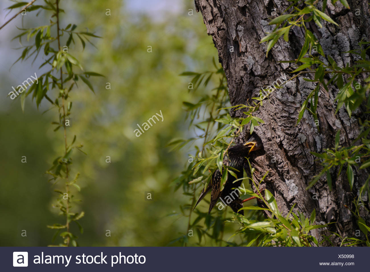 star feeding young in the nest - close Stock Photo