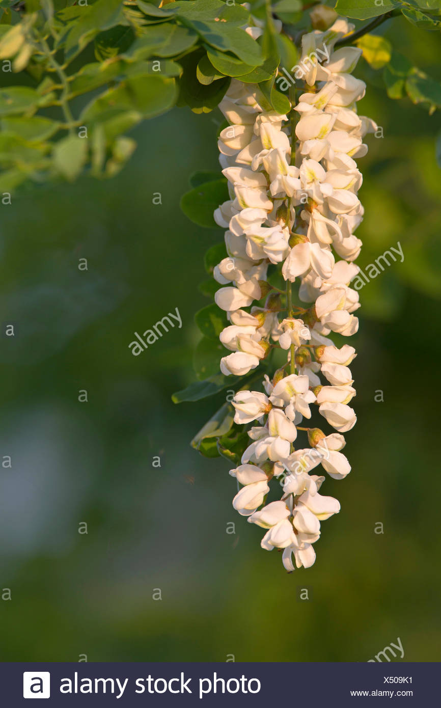 Black Locust Common Locust Robinia Robinia Pseudo Acacia Robinia Pseudoacacia Robinia Pseudacacia Inflorescence Germany Stock Photo Alamy
