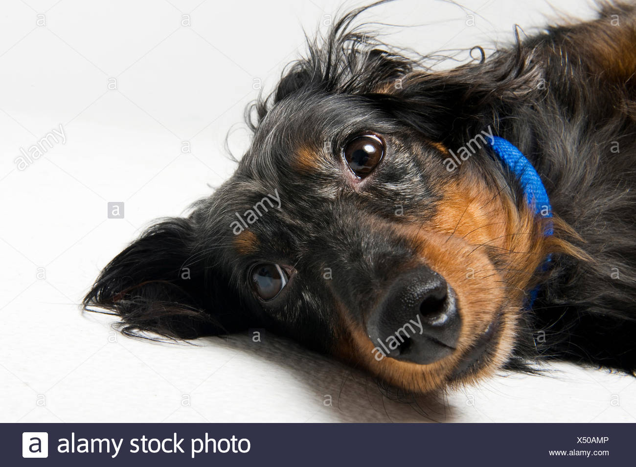 A Black And Tan Longhaired Dachshund Lays On His Side Stock Photo