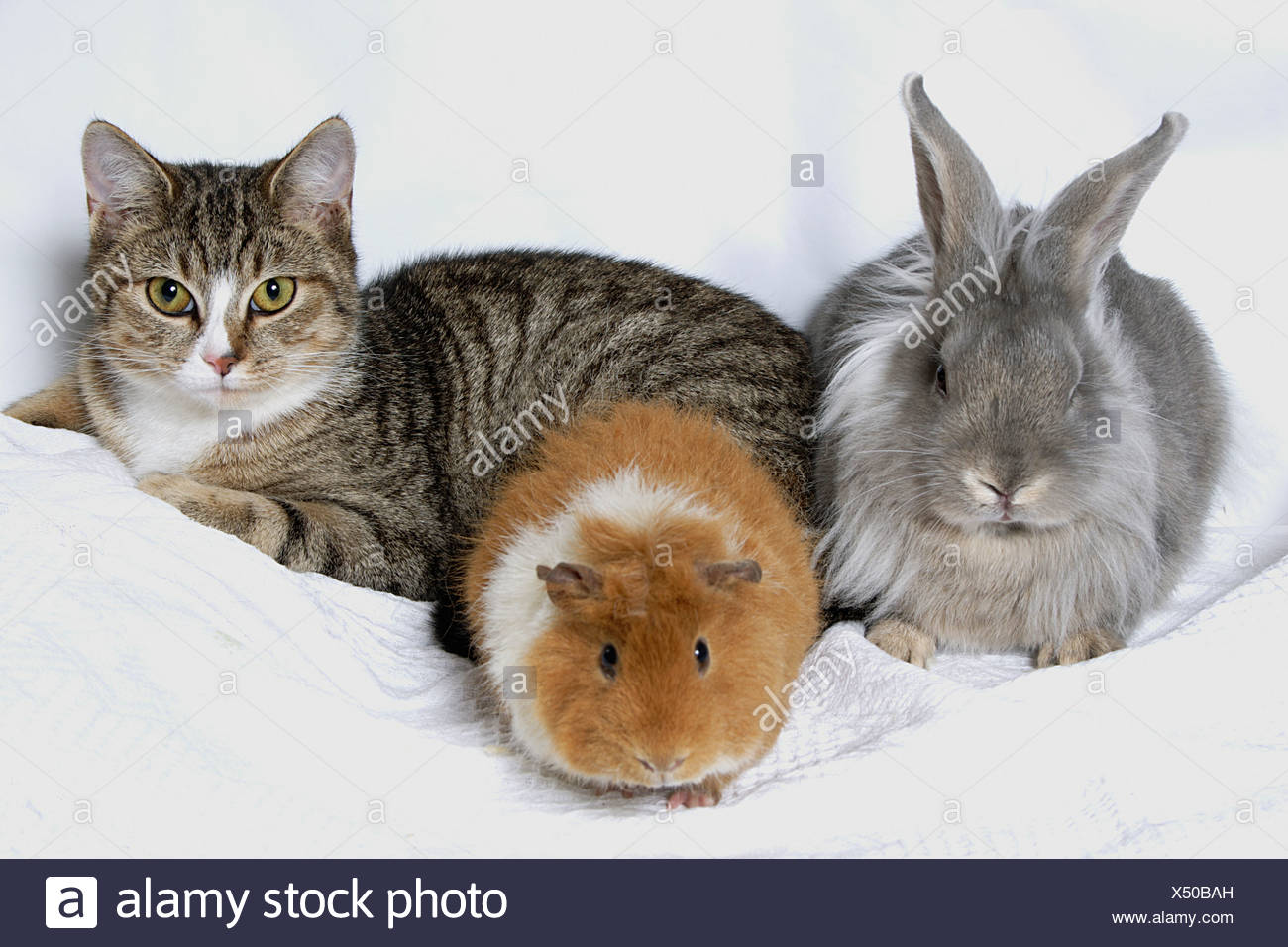 lionhead dutch cross rabbit