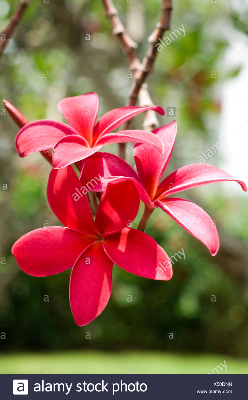Singapore Blossom Of Red Frangipani Plumeria Rubra Stock Photo Alamy