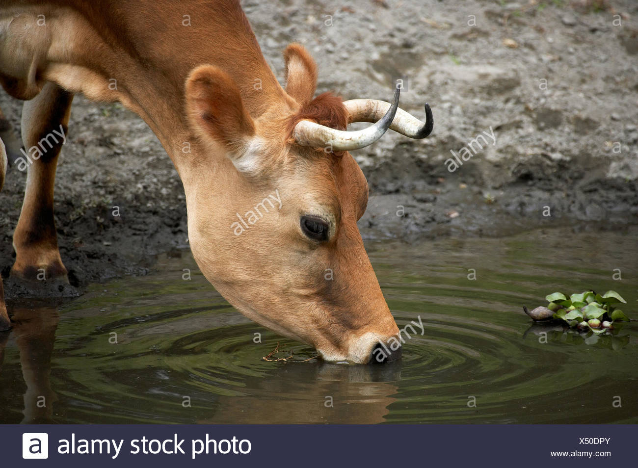 Cattle Pond Stock Photos & Cattle Pond Stock Images Alamy
