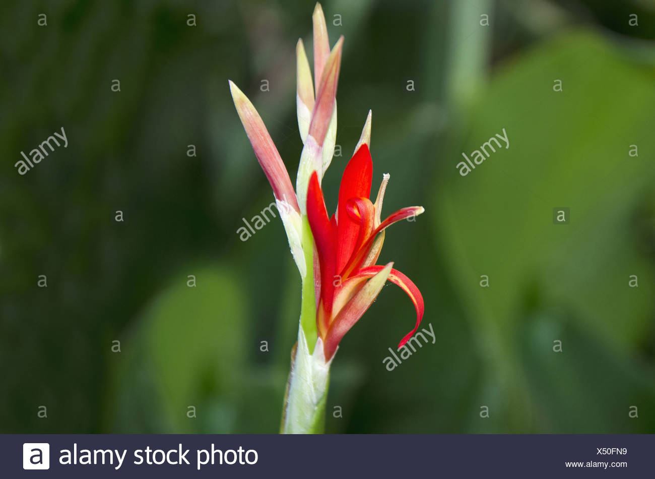 Kardali Flower Indian Shot Or Canna Indica Canna Lily Stock Photo Alamy
