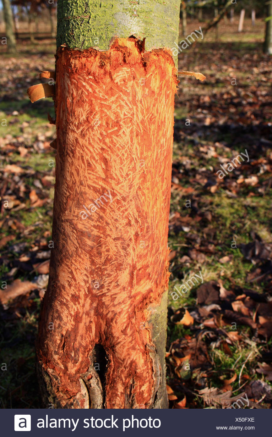 Rabbit Damage Trees High Resolution Stock Photography and Images - Alamy