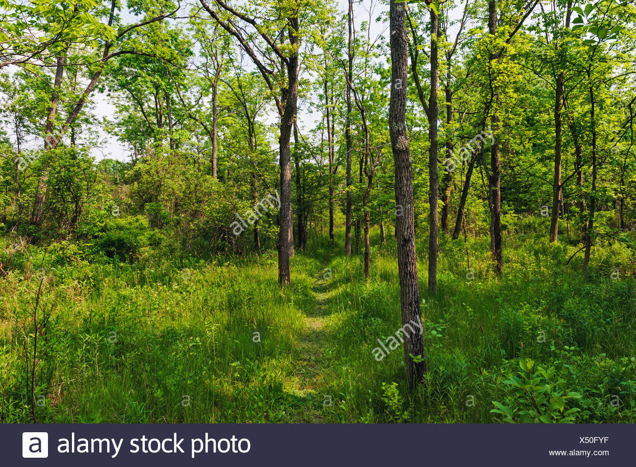 Black Walnut Trees High Resolution Stock Photography and Images Alamy