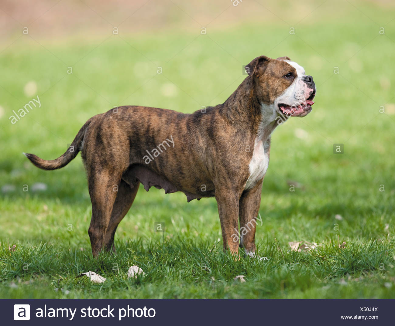 Continental Bulldog Standing On Meadow Stock Photo Alamy