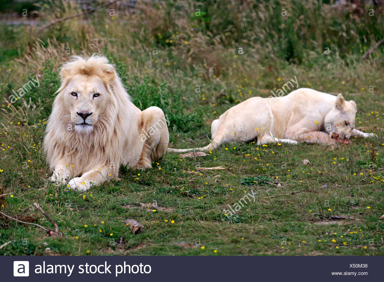 Lions (Panthera leo), adult pair, white lions, colour mutation, female feeding, native to Africa, captive, England Stock Photo