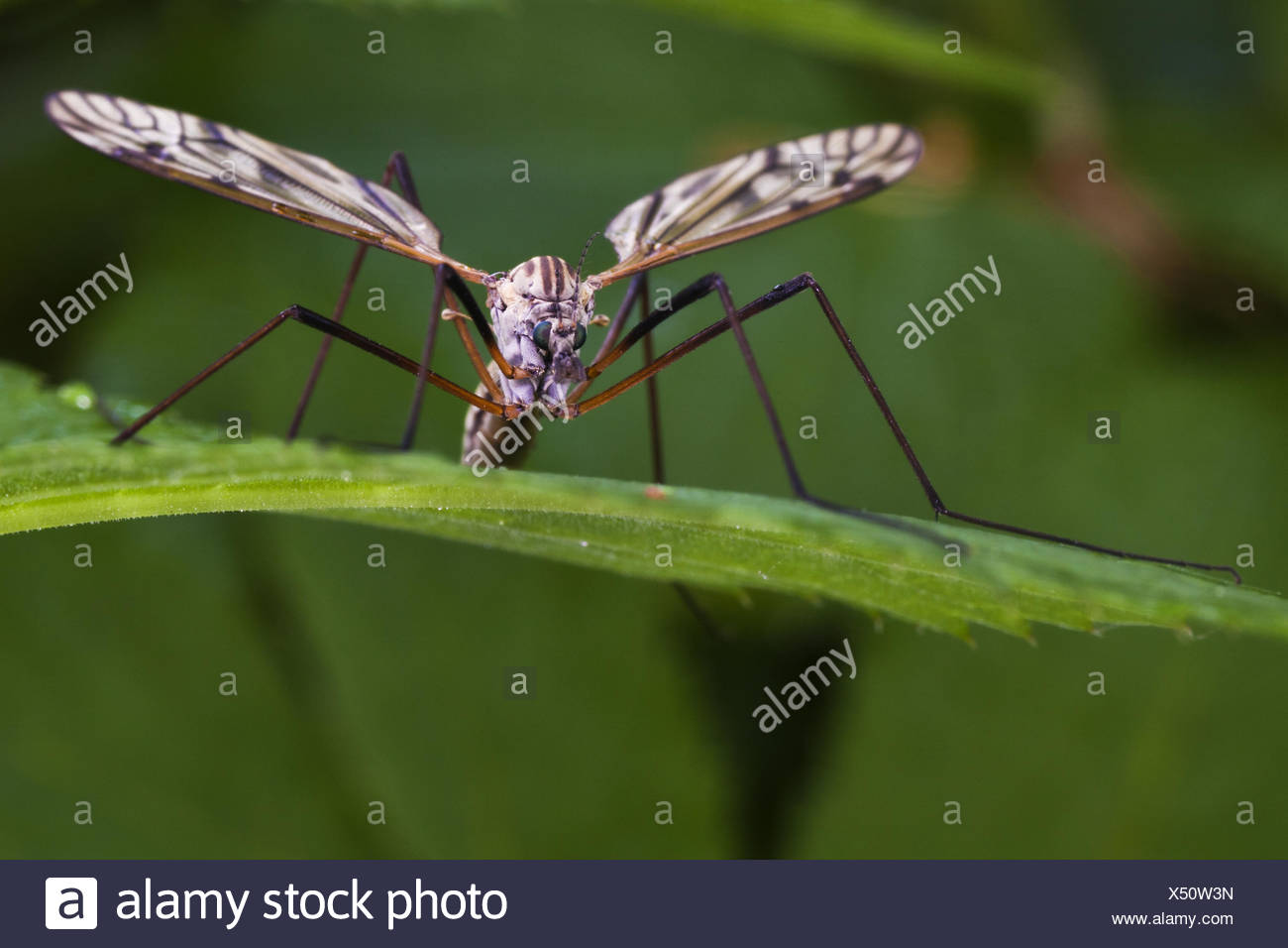 Download Schnacken For iPhone Schnacken