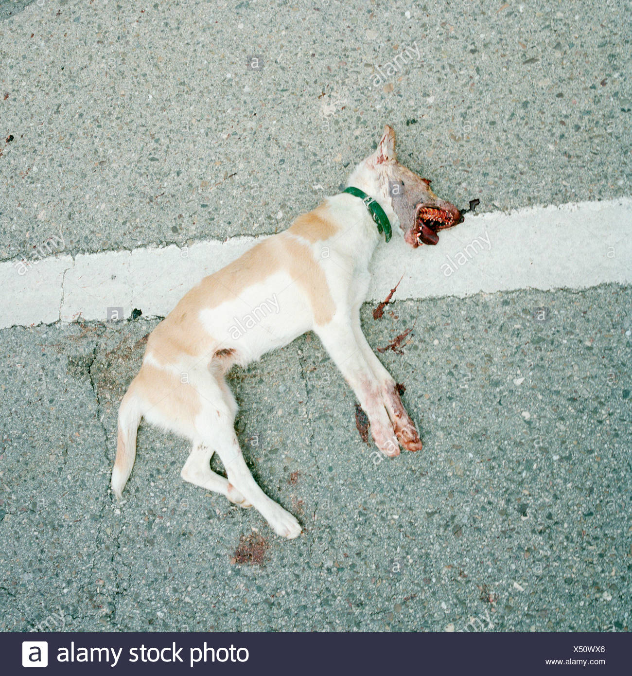 Dead Dog High Resolution Stock Photography and Images Alamy
