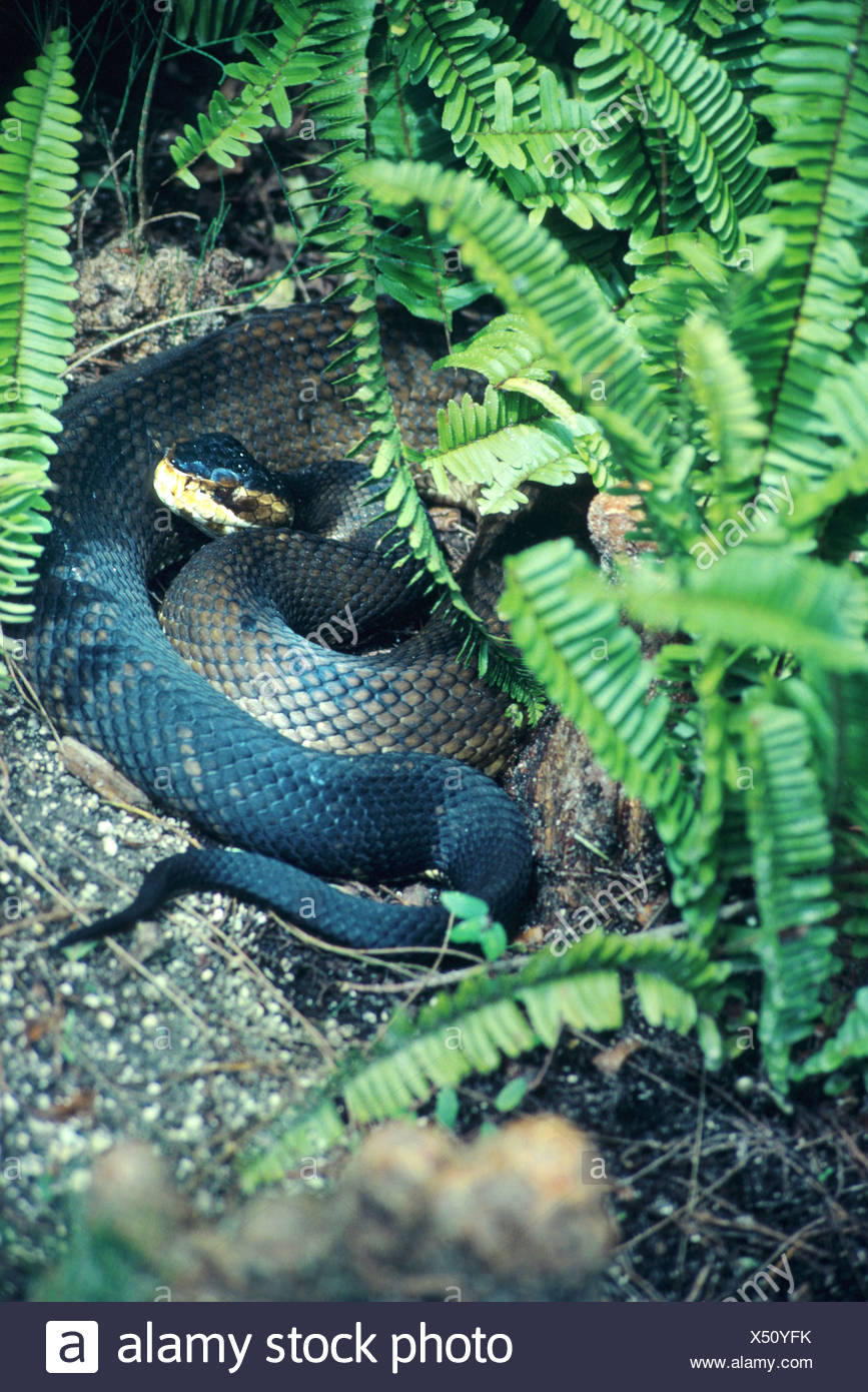 Cottonmouth Pit Viper Water Moccasin Stock Photos & Cottonmouth Pit