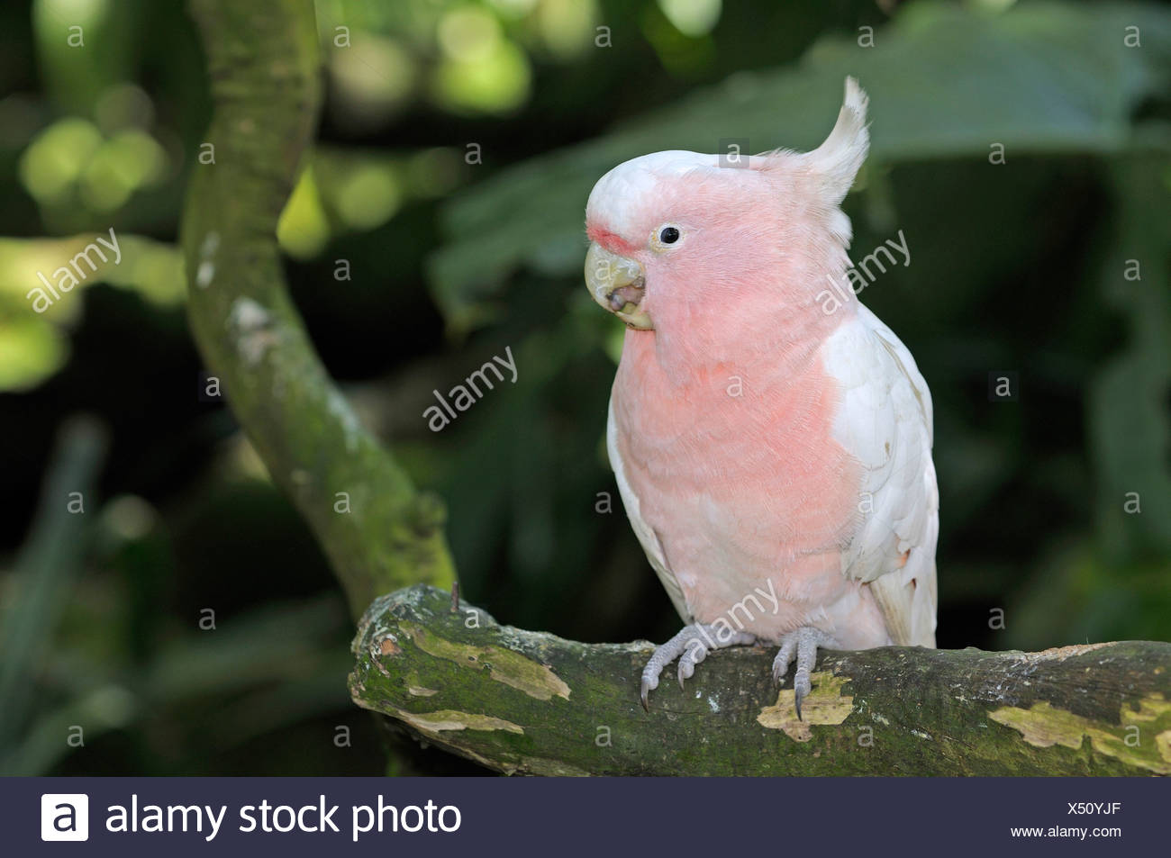 Major Mitchell S Cockatoo Also Known As Leadbeater S Cockatoo Or