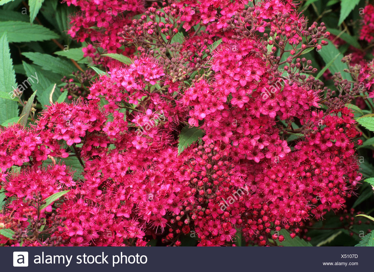 Phyto Files Spiraea Japonica Anthony Waterer Spiraea