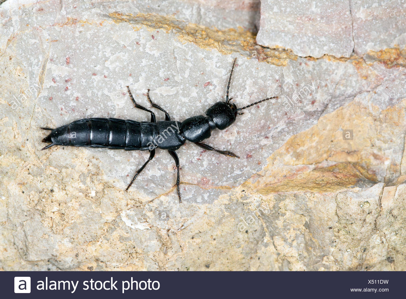 Rove beetle, Devil's coach-horse beetle, Cocktail beetle (Ocypus spec.), on  a stone, France Stock Photo - Alamy