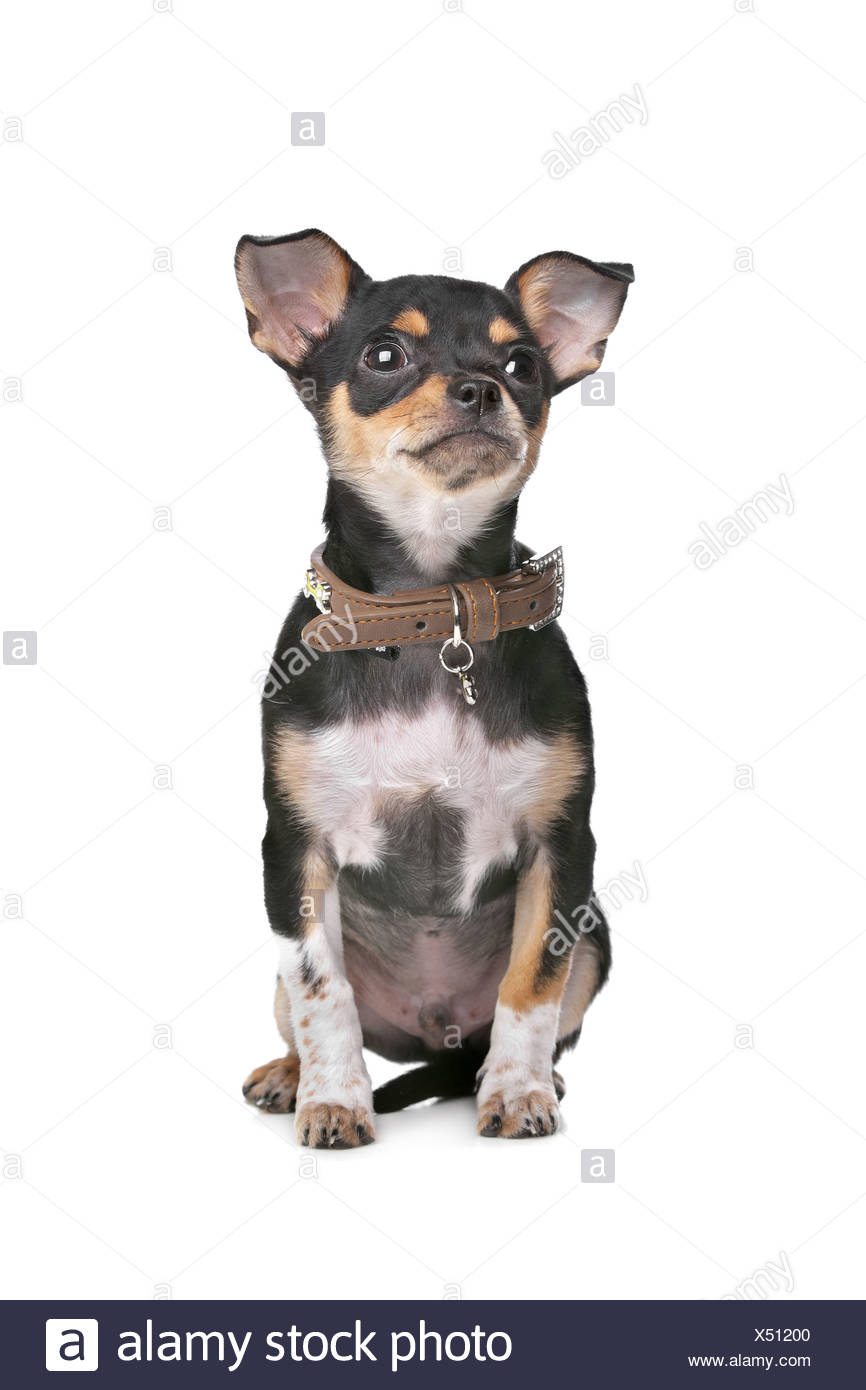 Black And Tan Chihuahua High Resolution Stock Photography And Images Alamy