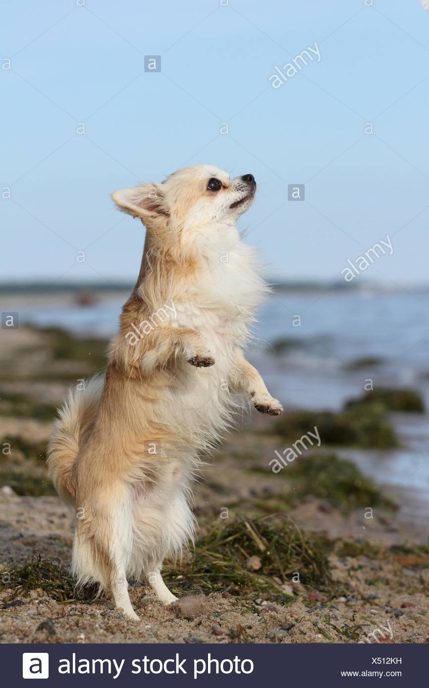 Longhaired Chihuahua Shows Trick Stock Photo 278463237 Alamy