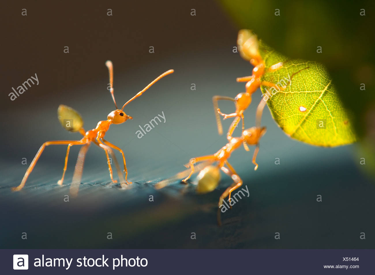 Green Ants Australia High Resolution Stock Photography and Images Alamy