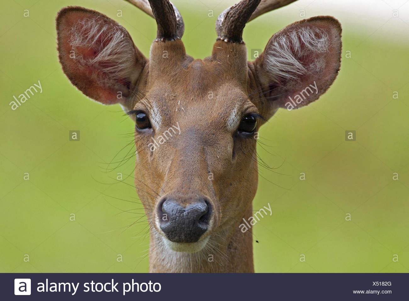 Cervus Eldii Eldii High Resolution Stock Photography and Images - Alamy
