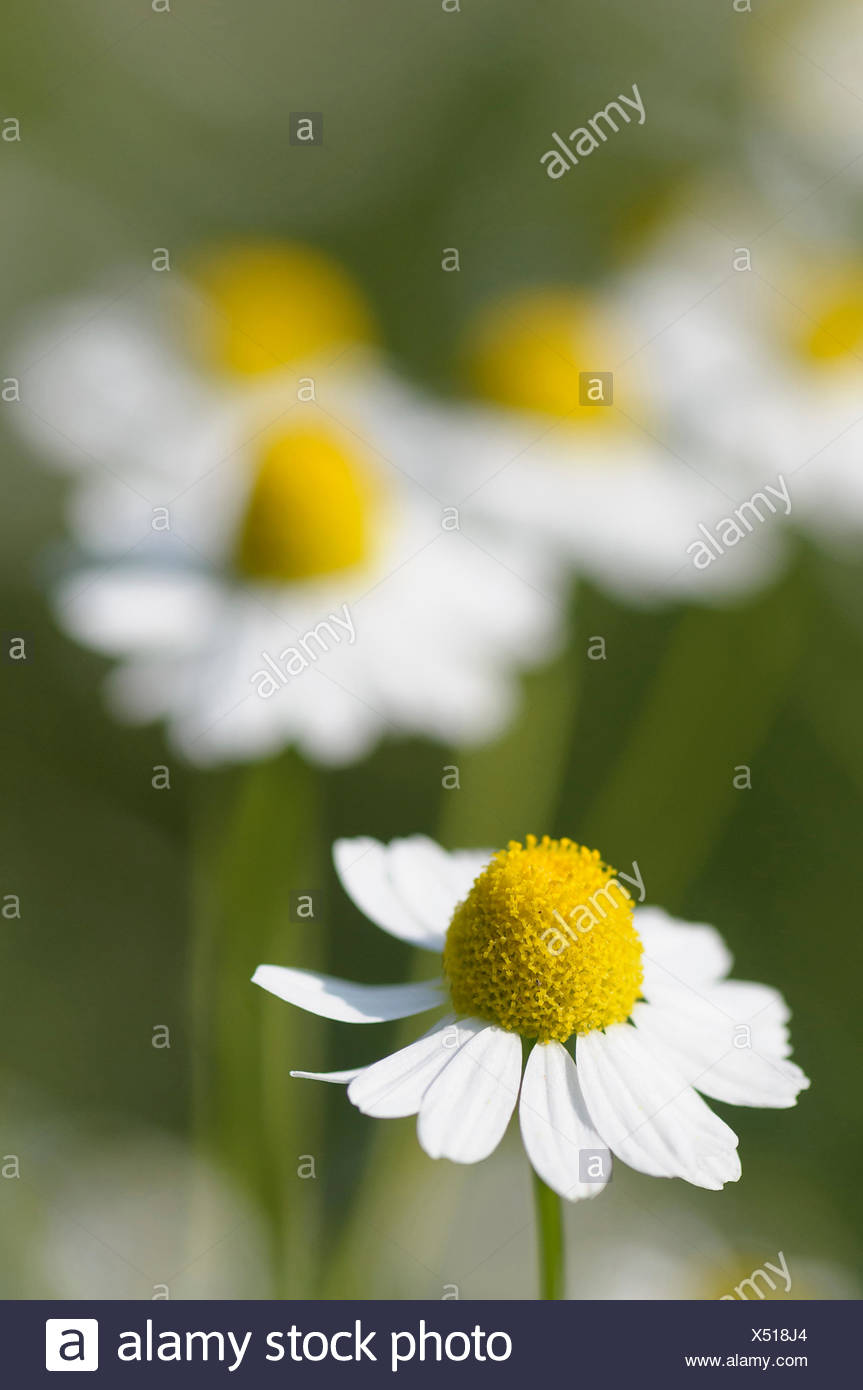 chamomilla recutita (matricaria) flower extract benefits