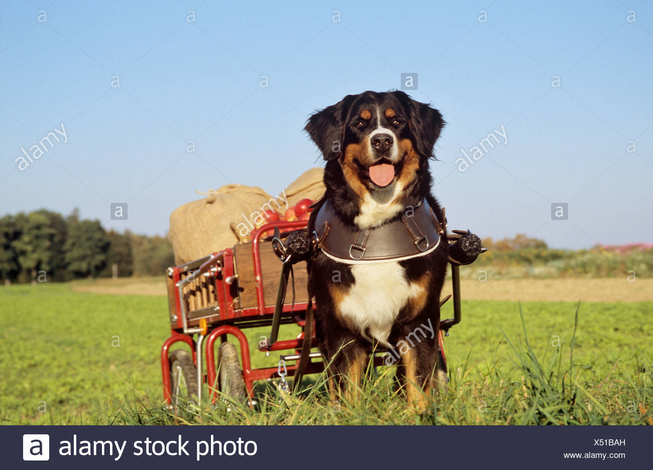 Bernese Mountain Dog Pulling Cart High Resolution Stock Photography and Images Alamy