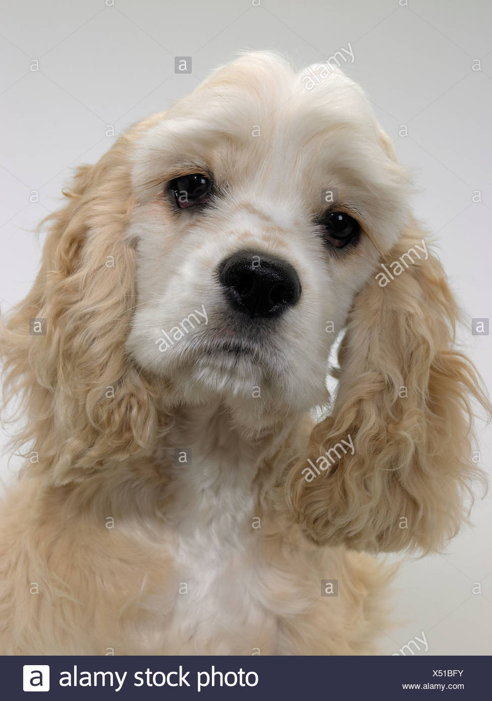 Sad Looking Cocker Spaniel Stock Photos Sad Looking Cocker