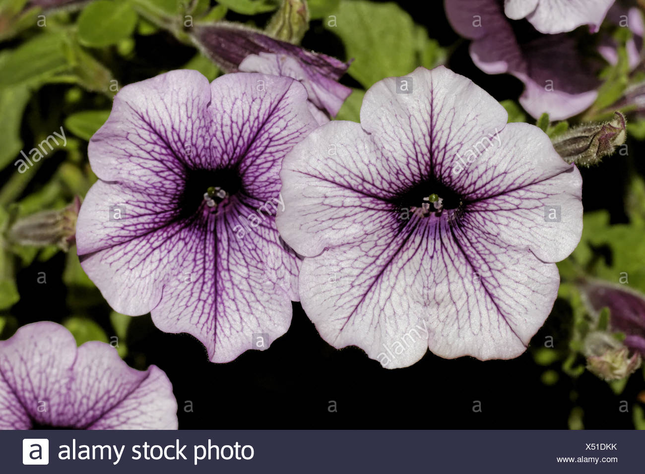 Ampel petunia is one of the popular types of garden flowers 78 Ampel petunia is one of the popular types of garden flowers 85