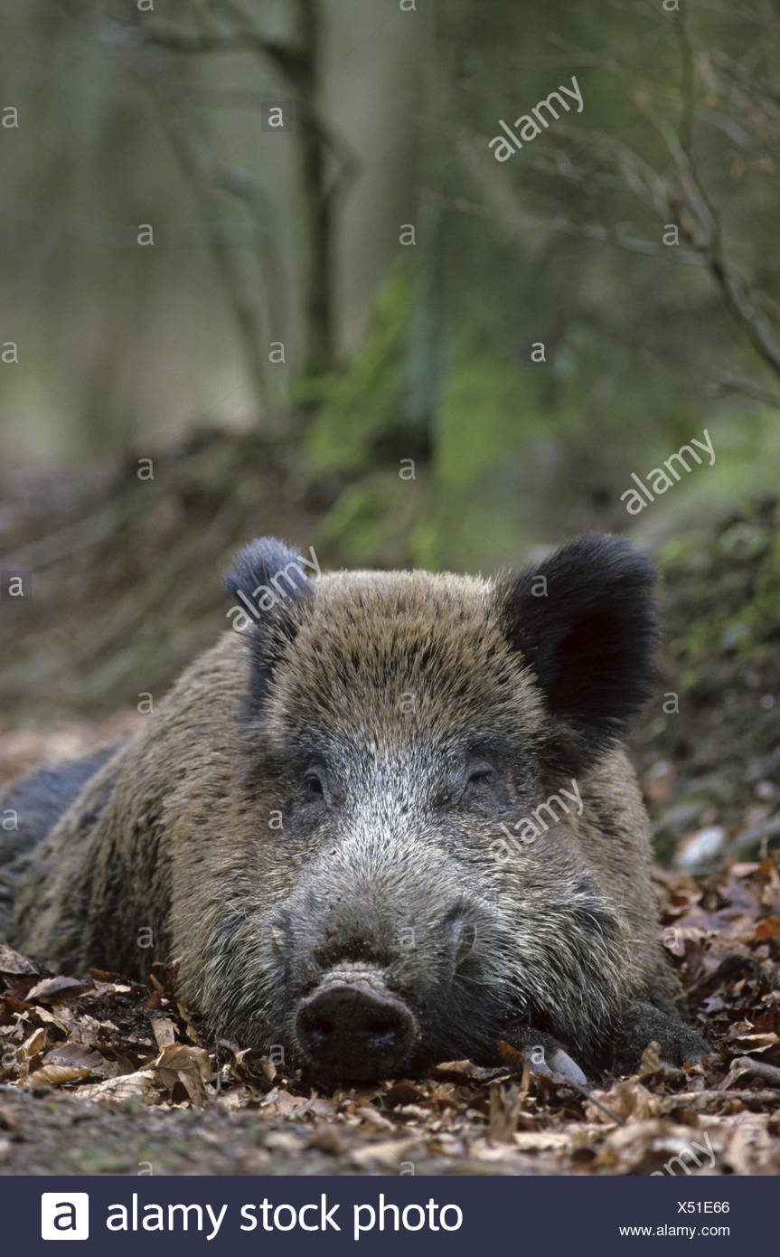 Boar Hog Rests On The Forest Floor Stock Photo 278472270 Alamy