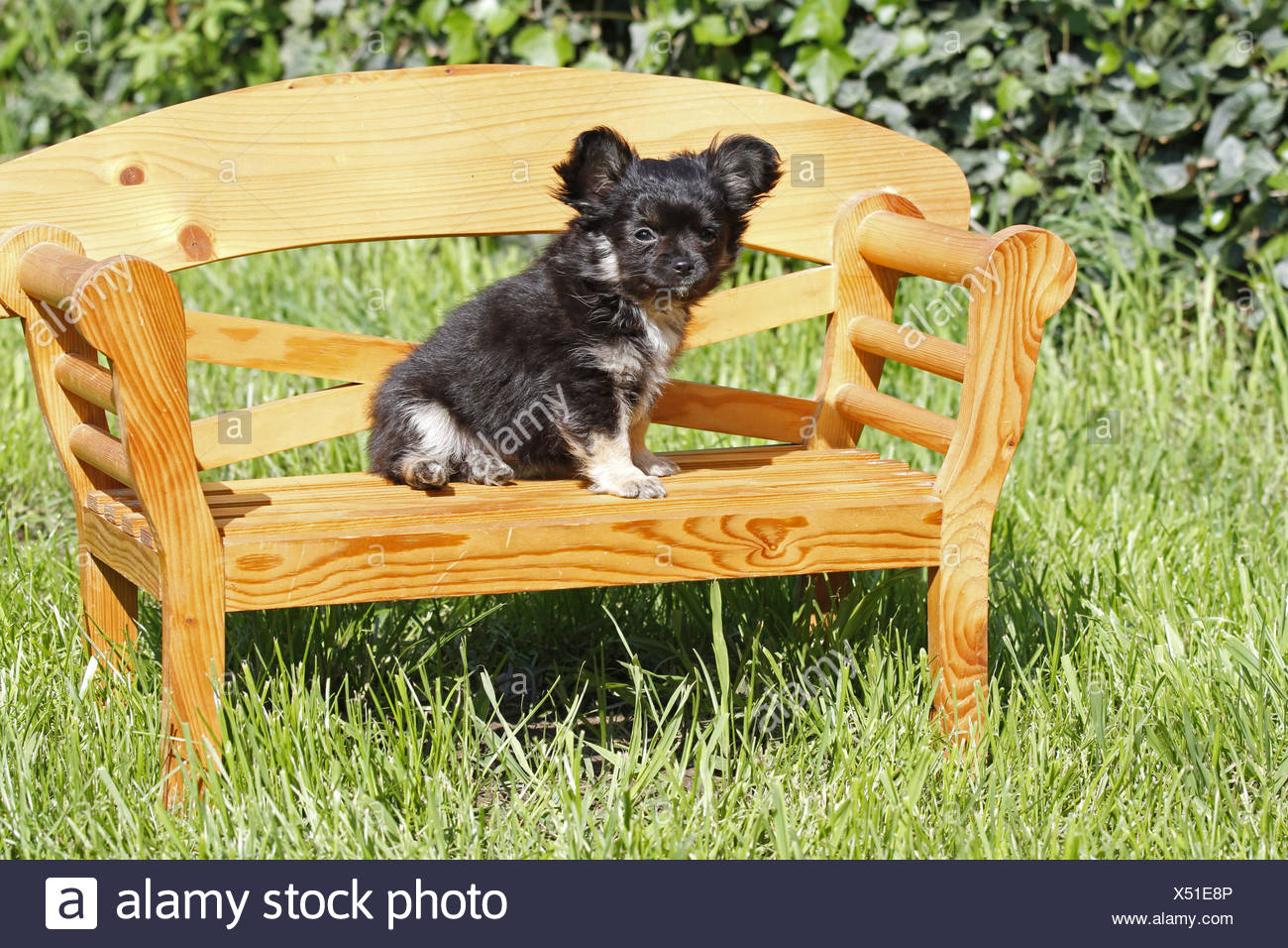 Witty Ears Small Tiny Little Short Dog Long Hairs Puppy