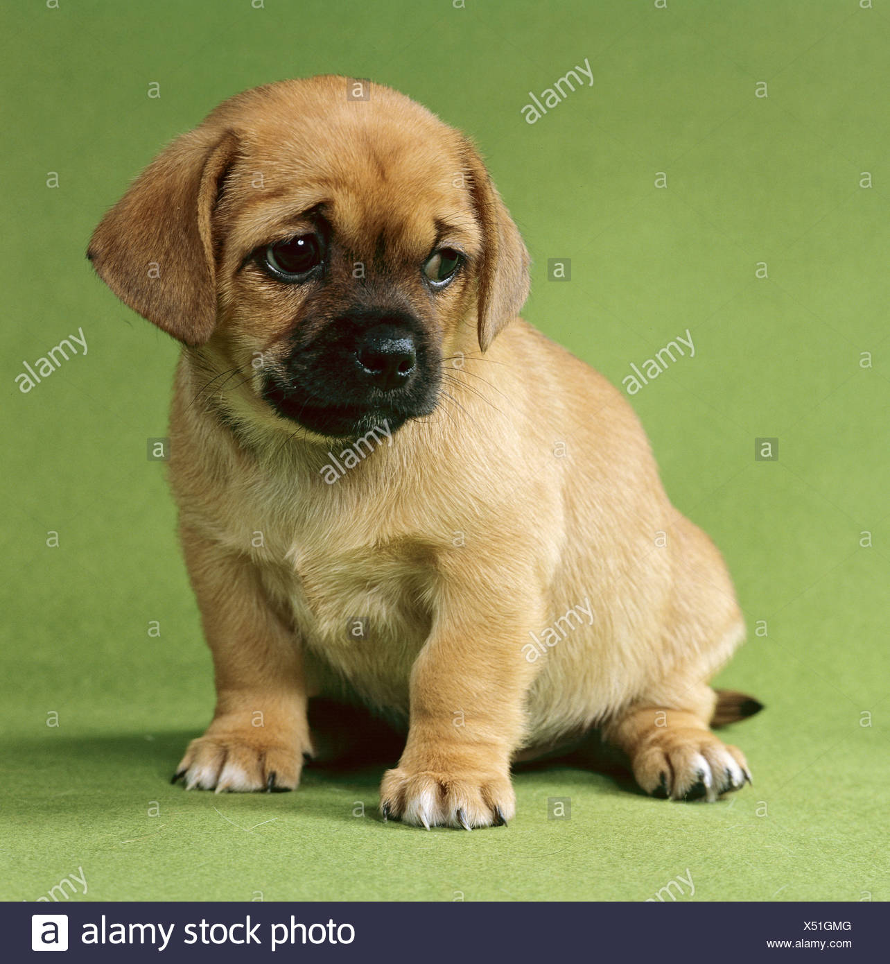 pekingese puppy cut