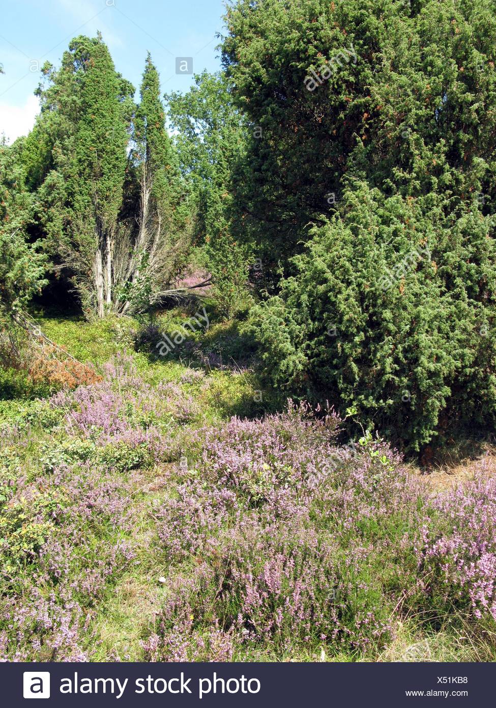 plant, conservation of nature, nature-sanctuary, tourist attraction, Northern Stock Photo