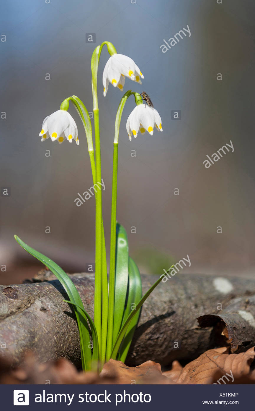 Spring Snowflake Leucojum Vernum Wild Plants Blooming Germany Stock Photo Alamy