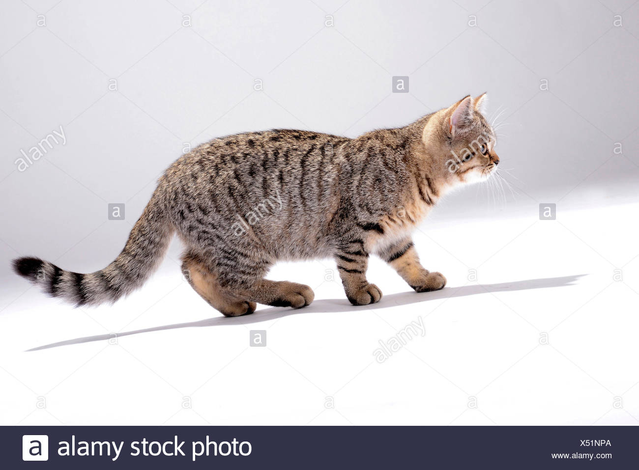 British Shorthair Felis Silvestris F Catus Little Striped