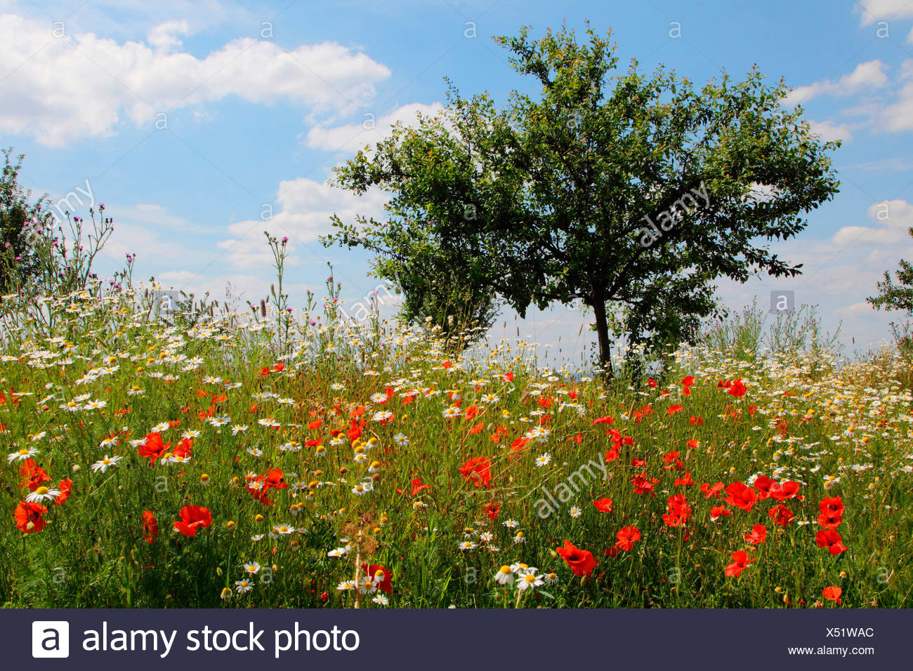 Meadow with flowering Common Red Poppy (Papaver rhoeas) and Ox-eye Daisy (Chrysanthemum leucanthemum, Leucanthemum vulgare) in s Stock Photo