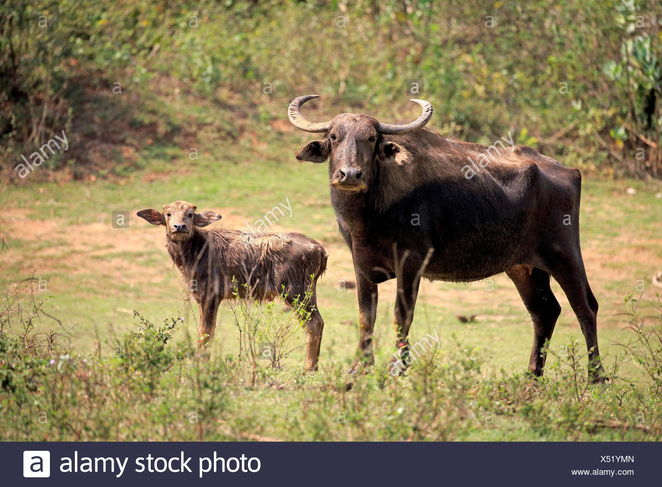 Wild water buffalo (Bubalus arnee), mother with calf, Udawalawe National  Park, Sri Lanka Stock Photo - Alamy